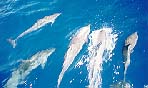 Dolphins playing in the bow wake of Spica Star at entrance to Maupiti (John Beck).